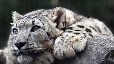Slideshow: Why You Should Care about Wildlife